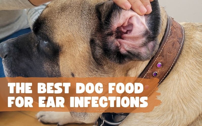 Best Dog Foods for Dogs with Yeast Ear Infections