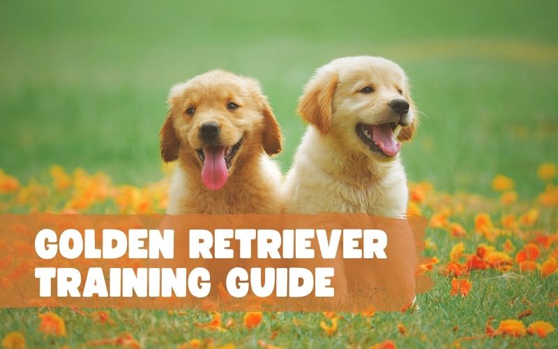 Golden Retriever Training