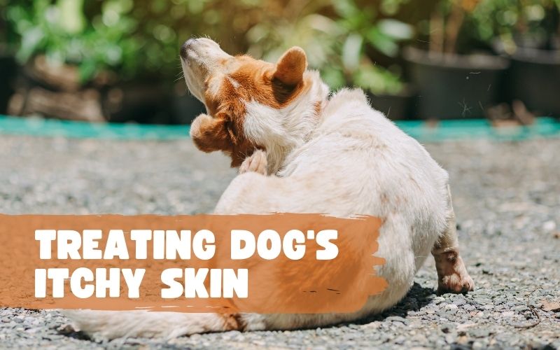 dog itchy skin home remedy