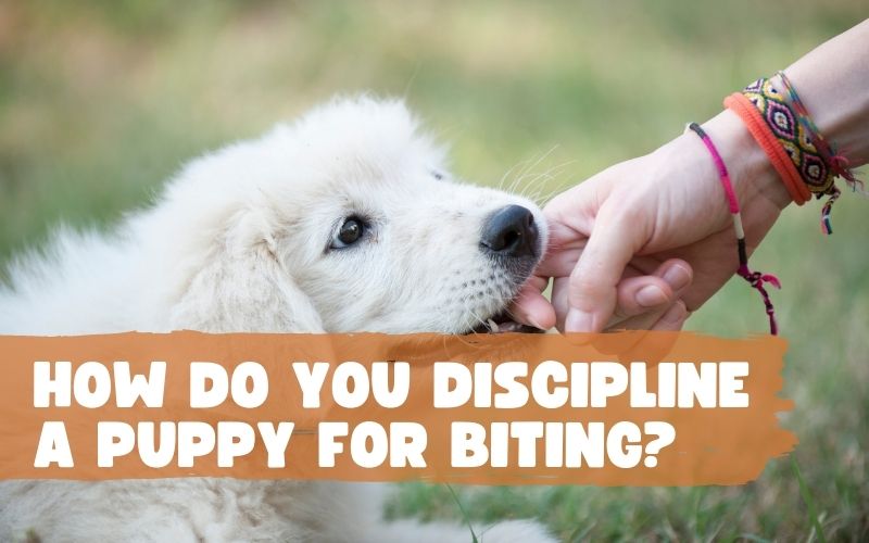 How Do You Discipline a Puppy for Biting