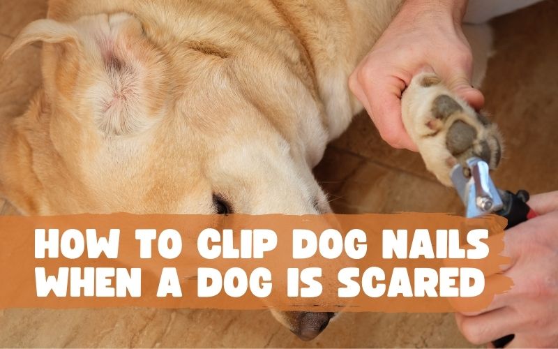 How to Clip Dog Nails When a Dog is Scared