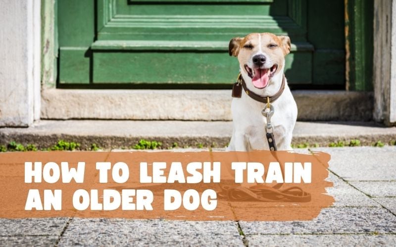 How to Leash Train an Older Dog (Step-by-Step)?