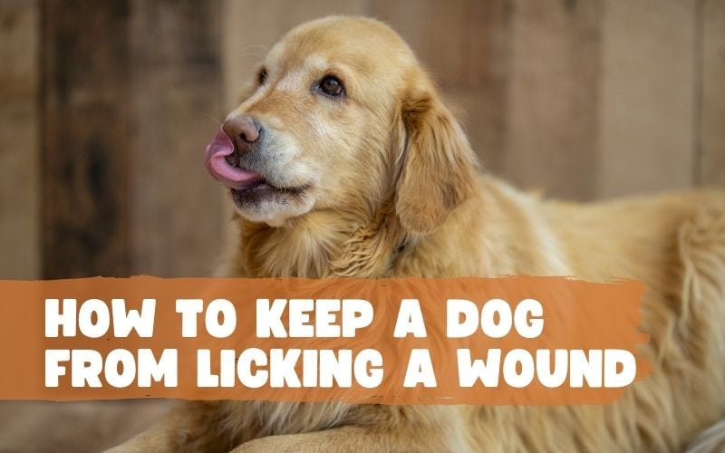How to Stop Your Dog from Licking his Wound Without Using a Collar