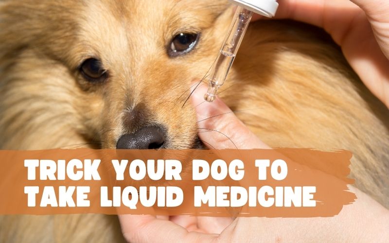 How to Trick Your Dog into Taking Liquid Medicine?