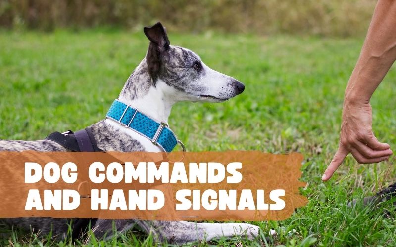 List of Dog Commands and Hand Signals