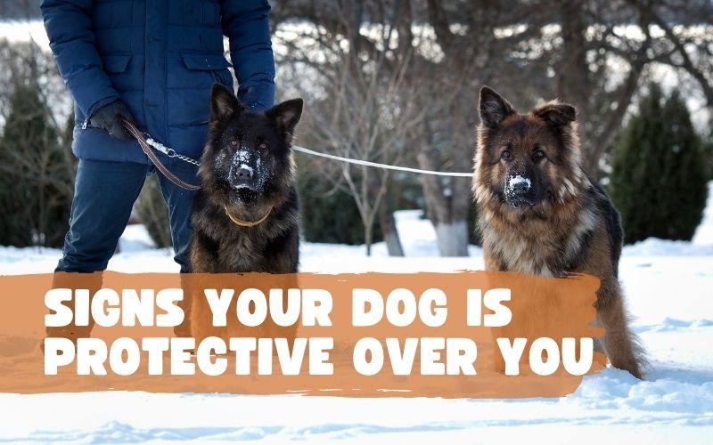 Signs Your Dog is Protective Over You