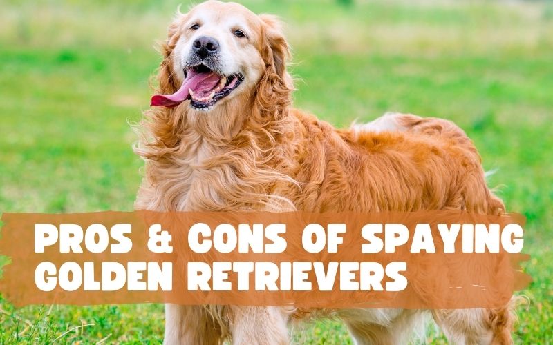 The Pros and Cons of Spaying Golden Retrievers