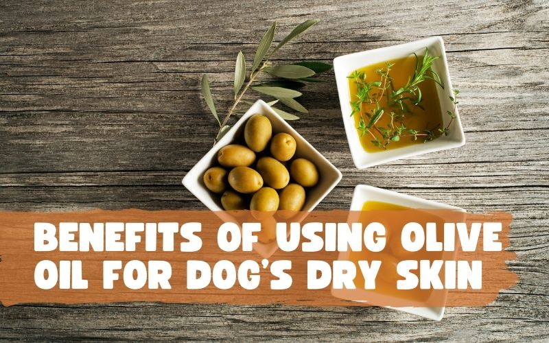 Olive Oil for Dog’s Dry Skin