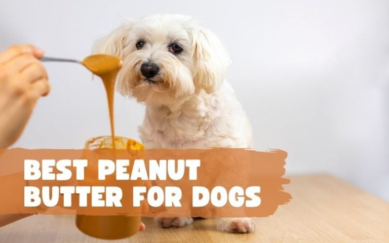 What Brand of Peanut Butter is Safe for Dogs?
