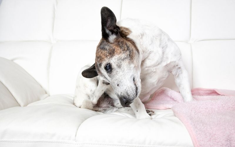 dog with dry skin