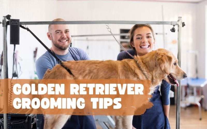 golden retriever grooming