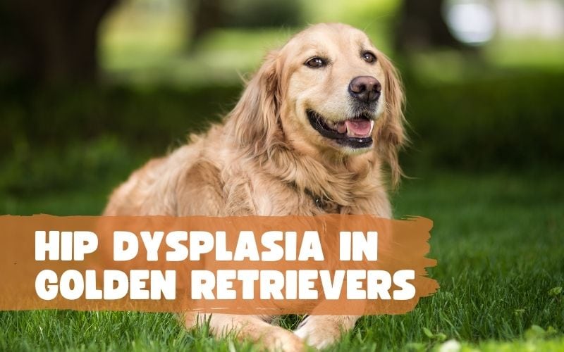 Hip Dysplasia in Golden Retrievers: Causes, Symptoms, and Treatment