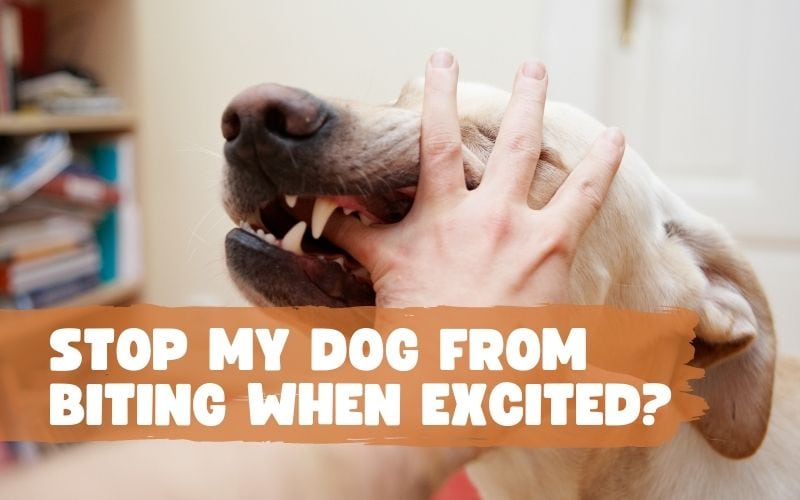 How to Stop My Dog from Biting When Excited?