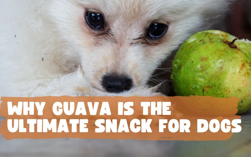 Can Dogs Eat Guava