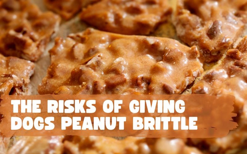 Can Dogs Eat Peanut Brittle