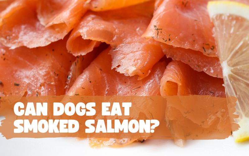 Can Dogs Eat Smoked Salmon