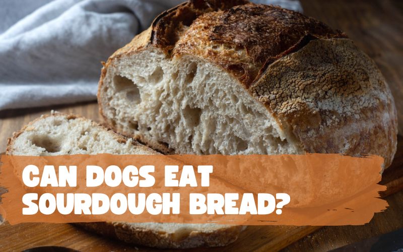 Can Dogs Eat Sourdough Bread