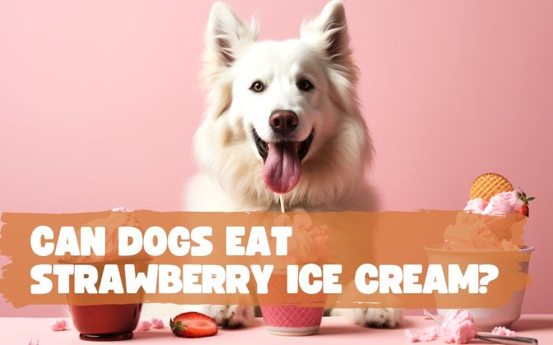 Can Dogs Eat Strawberry Ice Cream