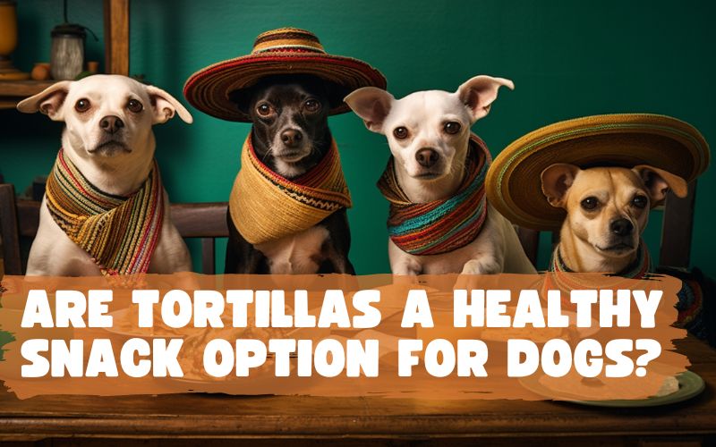 Can Dogs Eat Tortillas