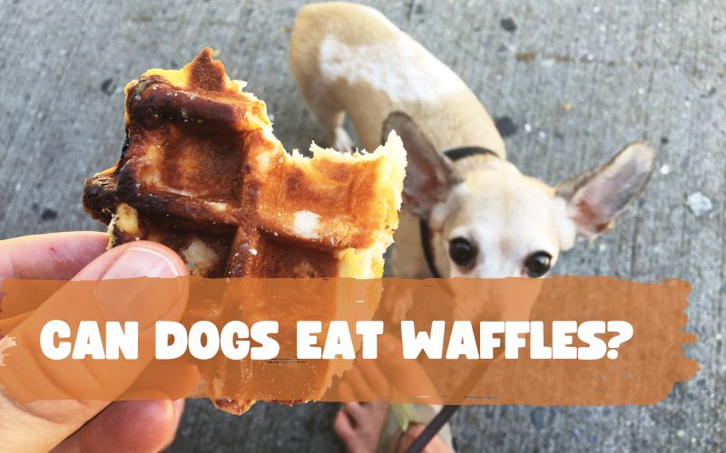 Can Dogs Eat Waffles