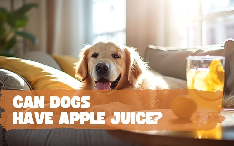 Can Dogs Have Apple Juice