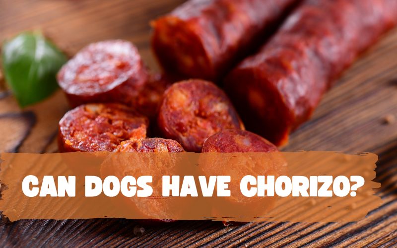 Can Dogs Have Chorizo?