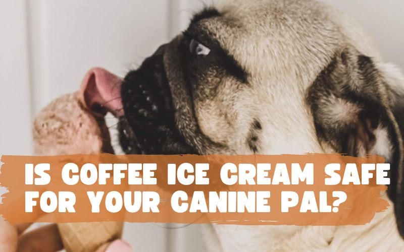 Can Dogs Have Coffee Ice Cream