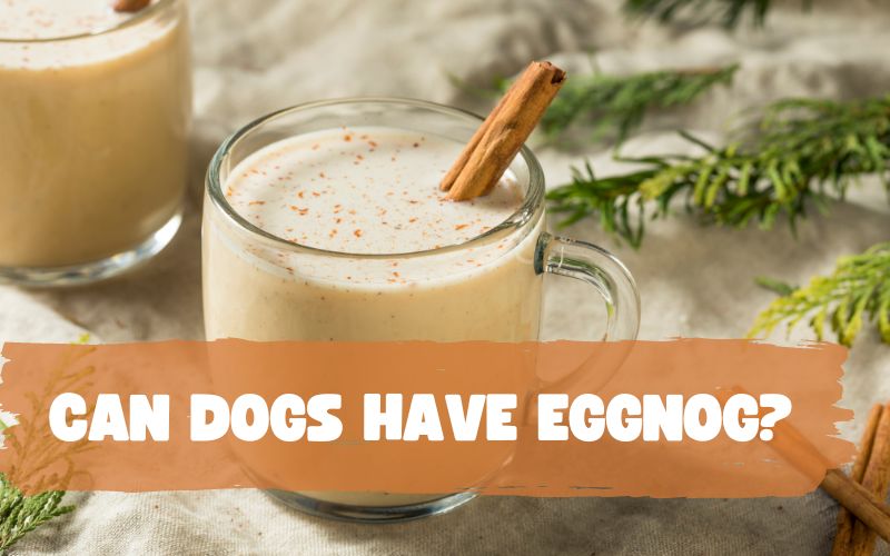 Can Dogs Have Eggnog