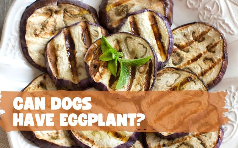 Can Dogs Have Eggplant