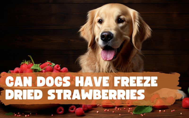 Can Dogs Have Freeze Dried Strawberries?
