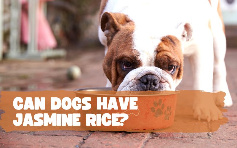 Can Dogs Have Jasmine Rice