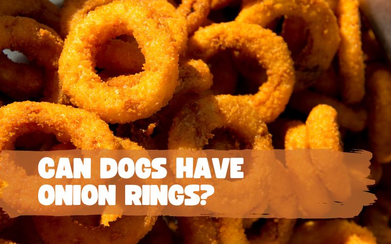 Can Dogs Have Onion Rings?
