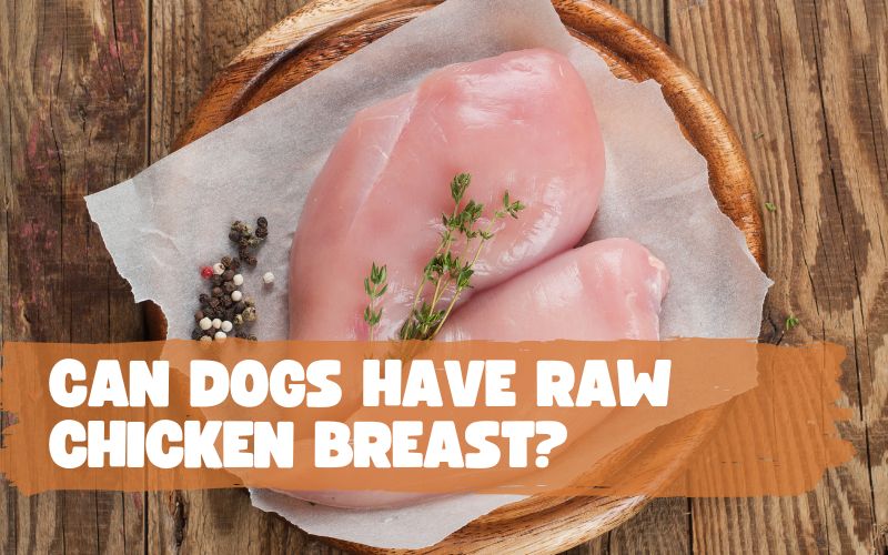 Can Dogs Have Raw Chicken Breast