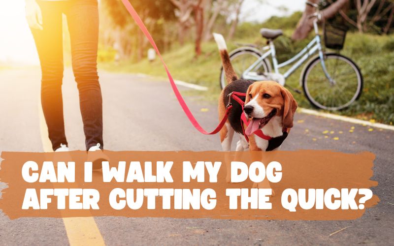 Can I Walk My Dog After Cutting The Quick