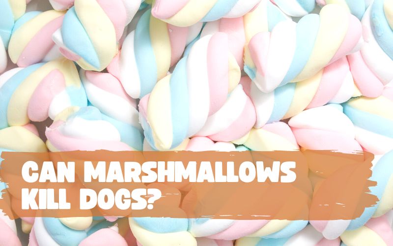 Can Marshmallows Kill Dogs