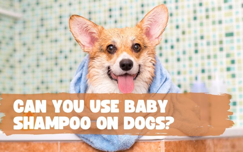 Can You Use Baby Shampoo On Dogs