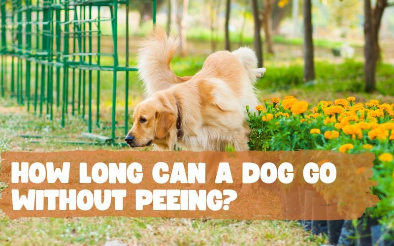 How Long Can A Dog Go Without Peeing
