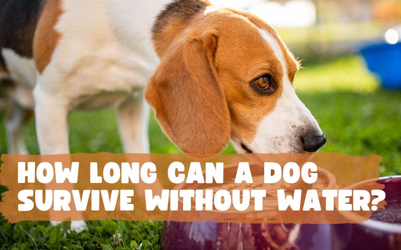 How Long Can A Dog Go Without Water