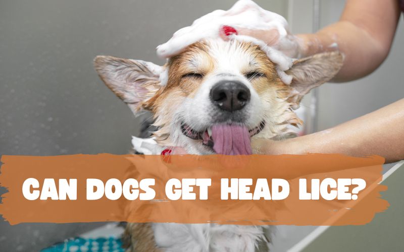 can dogs catch head lice from humans